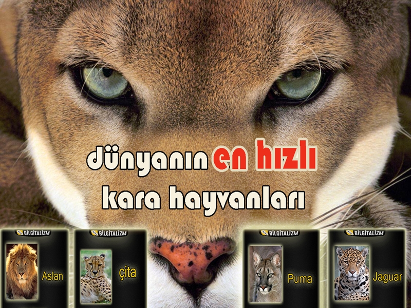 Dünyanın en hızlı hayvanı, karada en hızlı hayvanlar, en hızlı koşan 10 hayvan