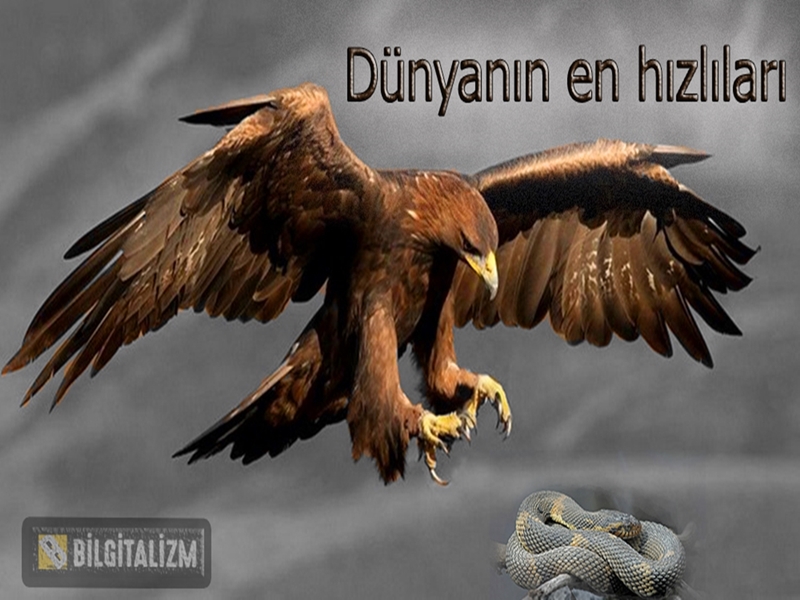 En hızlı kuşlar, dünyanın en hızlı hayvanı, dünyanın en hızlı kuşu hangisi? En hızlı 5 kuş