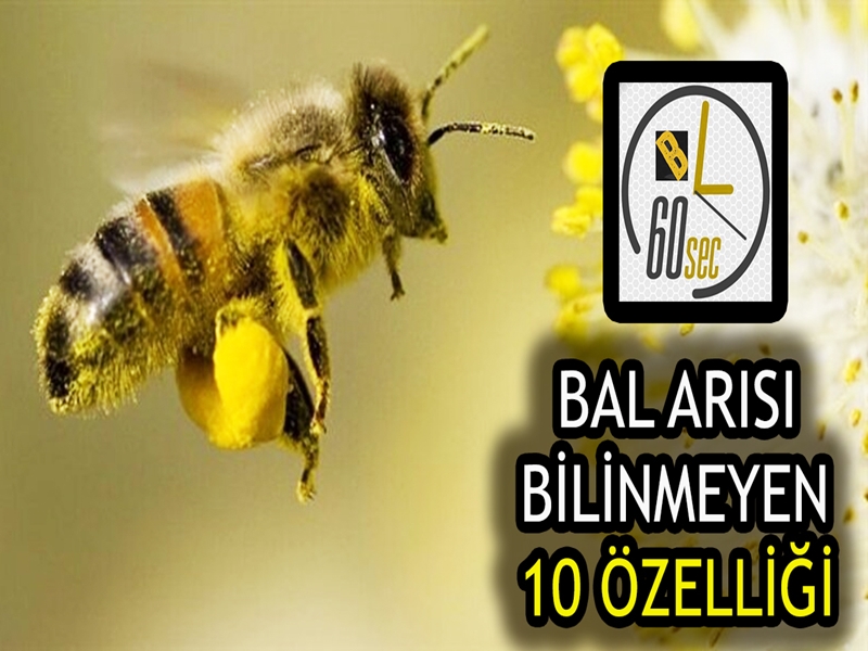 Bal arıları özellikleri, Bal arılarının bilinmeyen 10 özelliği (60 saniyede 10 özellik), Arıların özellikleri,
