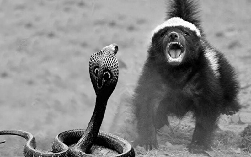 Dünyanın En Psikopat Hayvanı BAL PORSUĞU