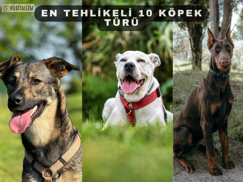 En Tehlikeli 10 Köpek Türü
